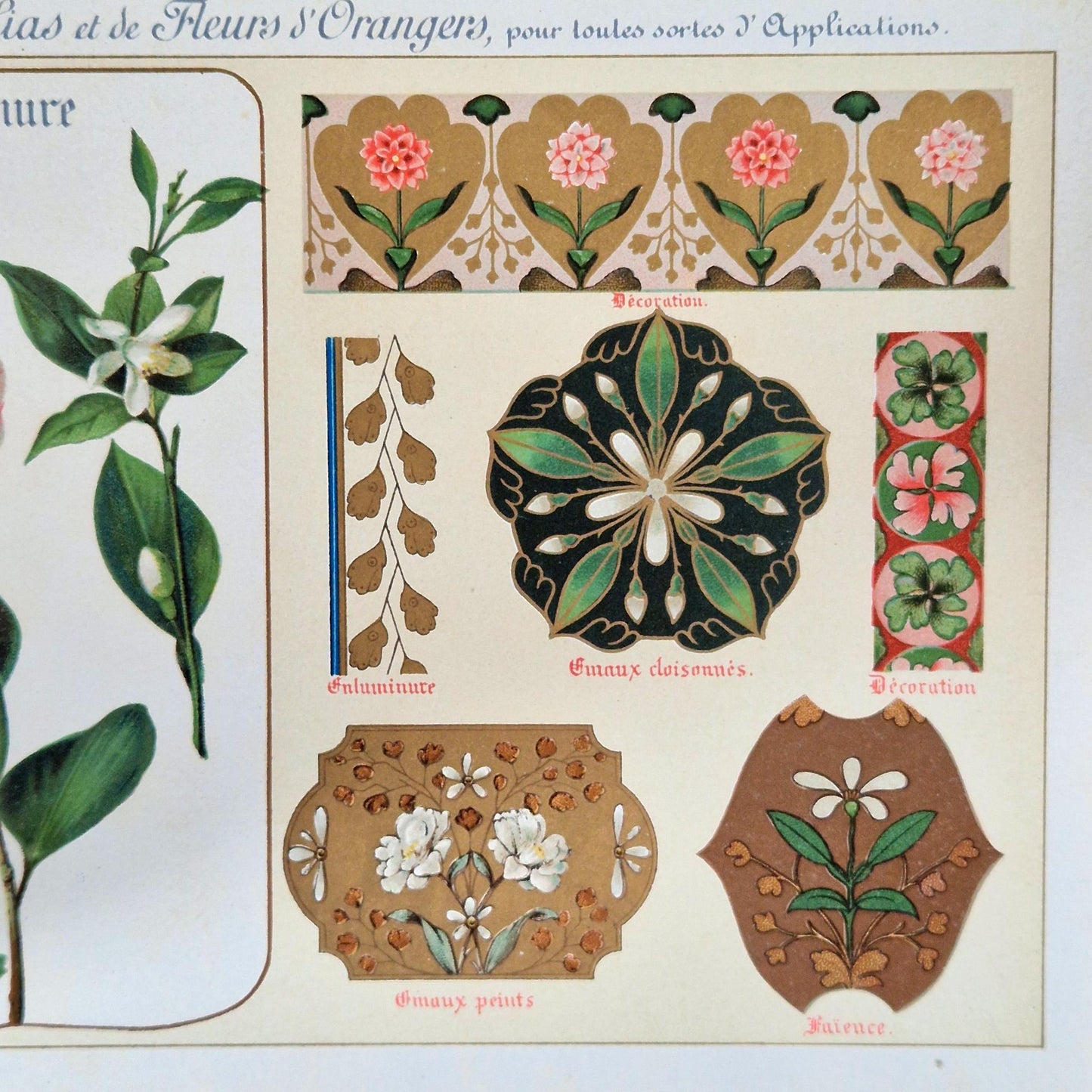 Flowers from Nature &amp; Ornamental Flowers - Ernest Guillot