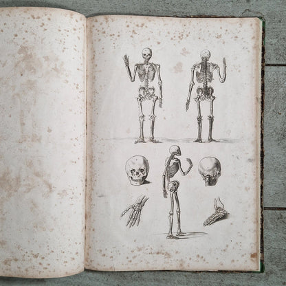 artists anatomy copperplate folio