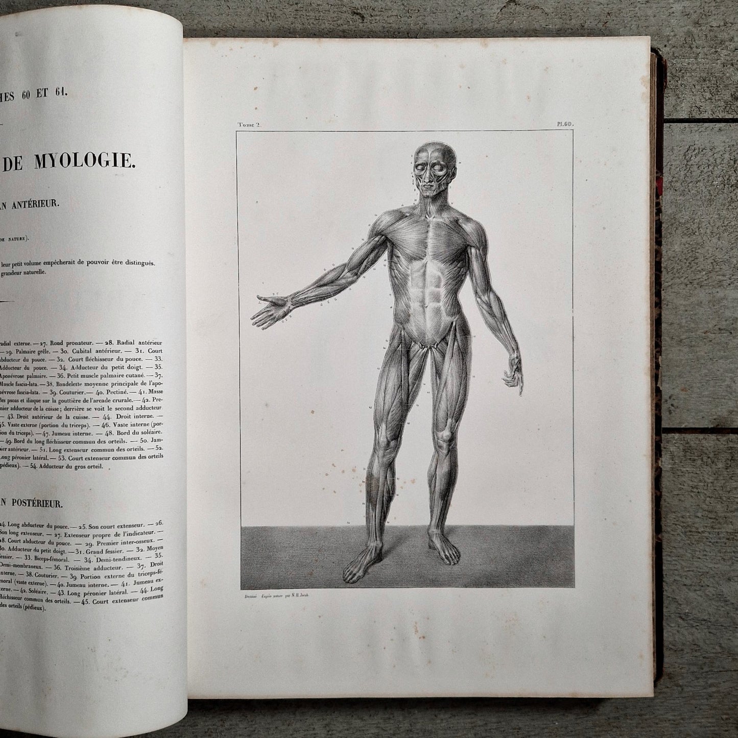 atlas anatomique medecine operatoire 1867