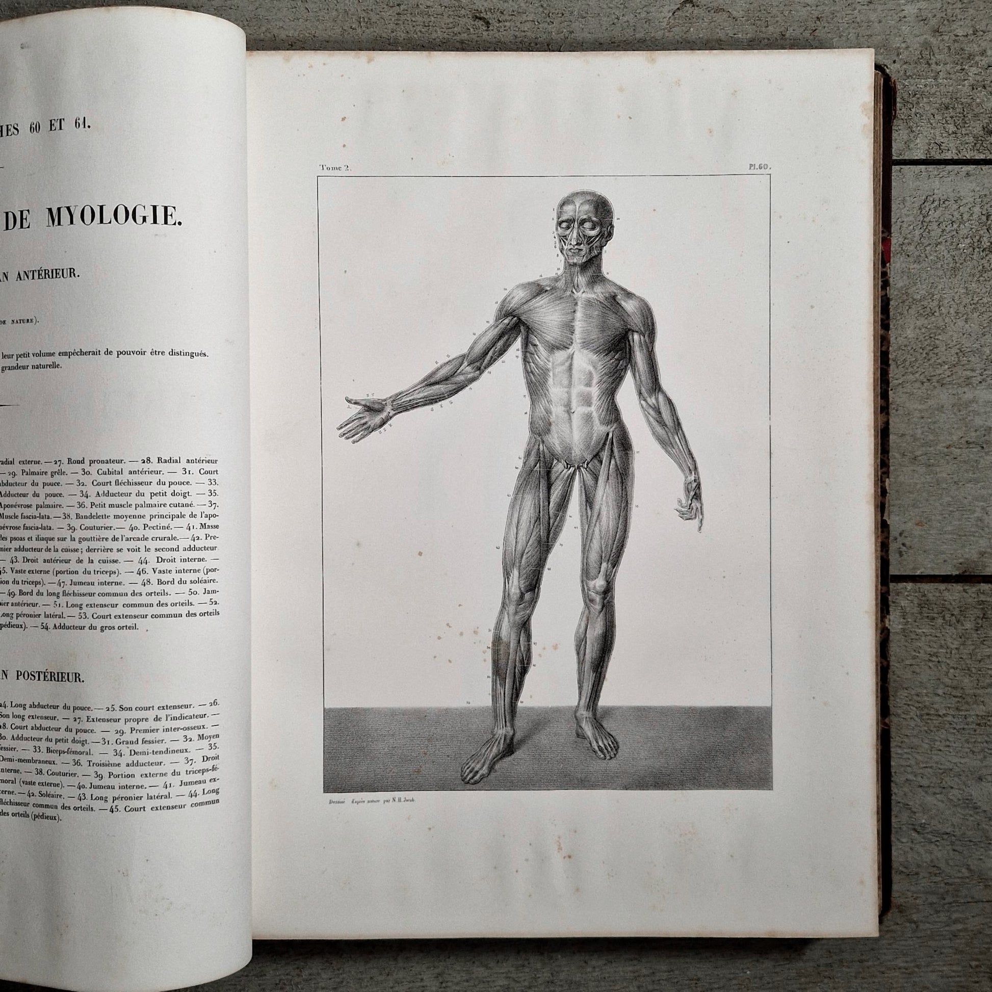 atlas anatomique medecine operatoire 1867