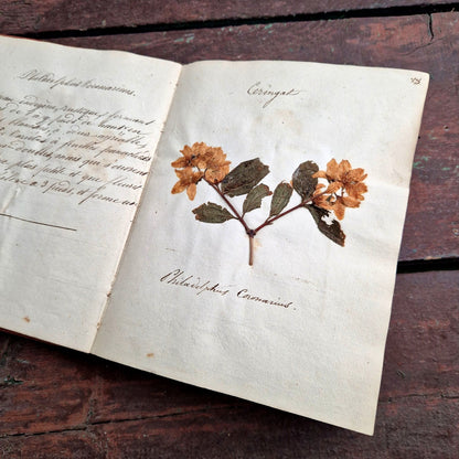 botanical manuscript herbarium 1837