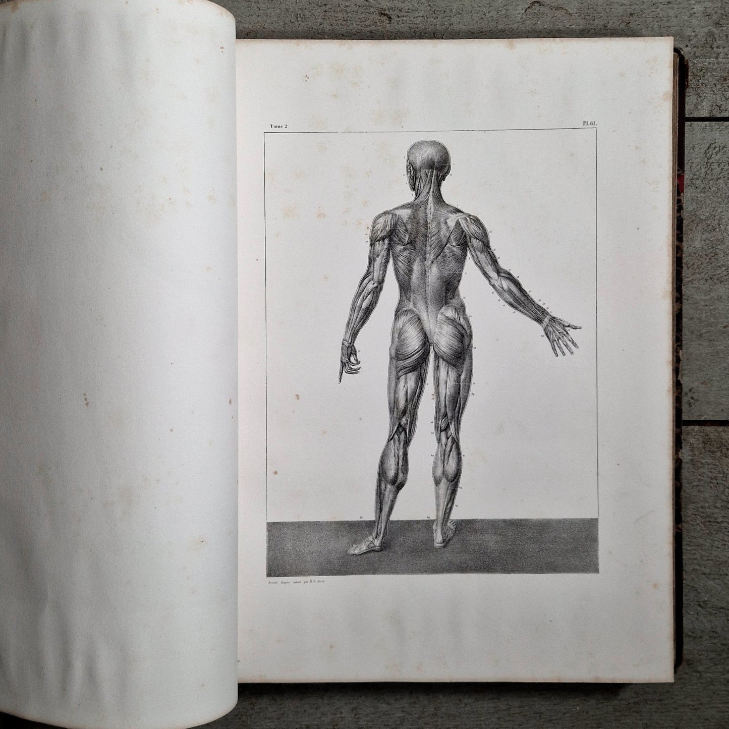 bourgery jacob anatomy atlas muscles