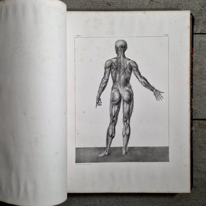bourgery jacob anatomy atlas muscles