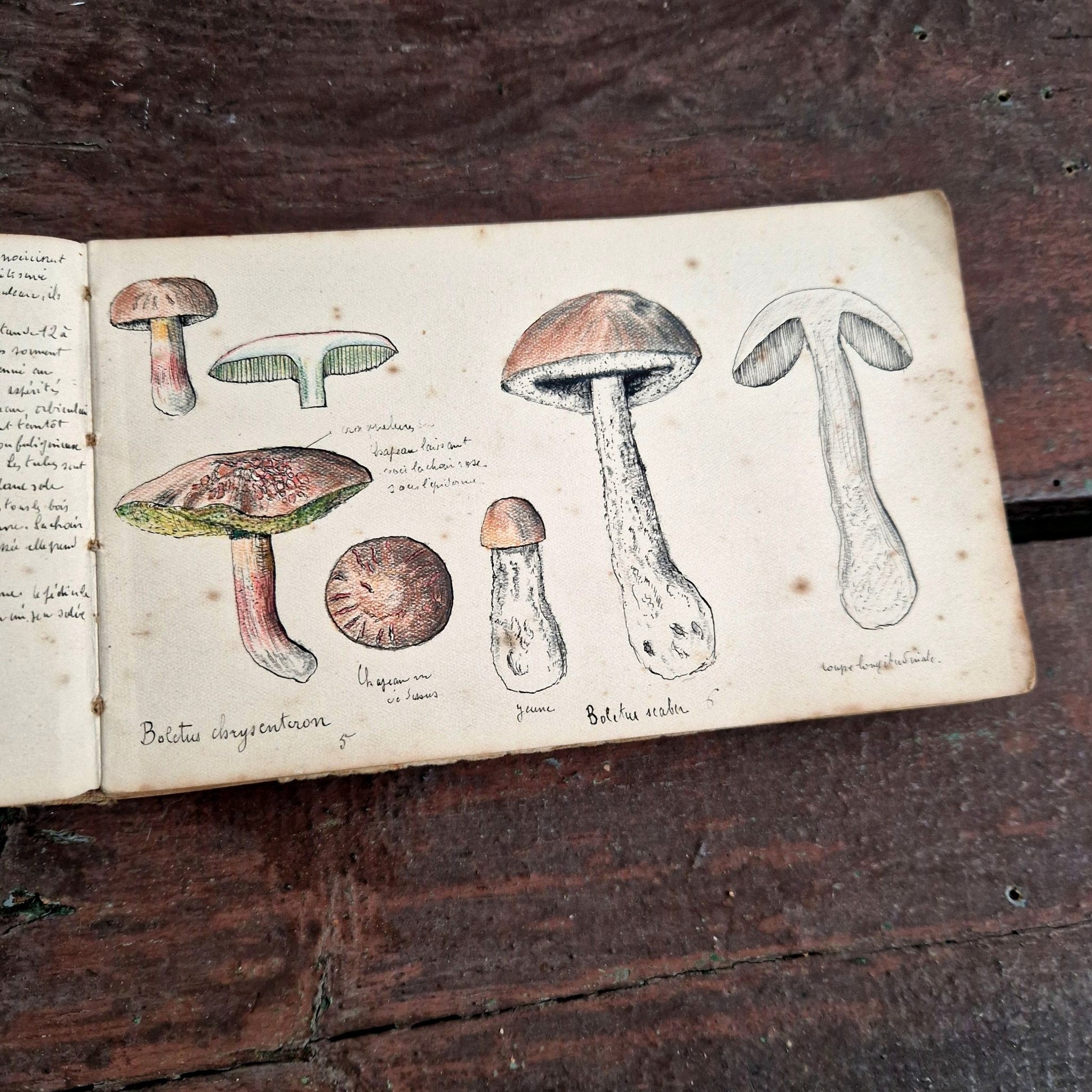 carnet mycologie illustré lesq 1915