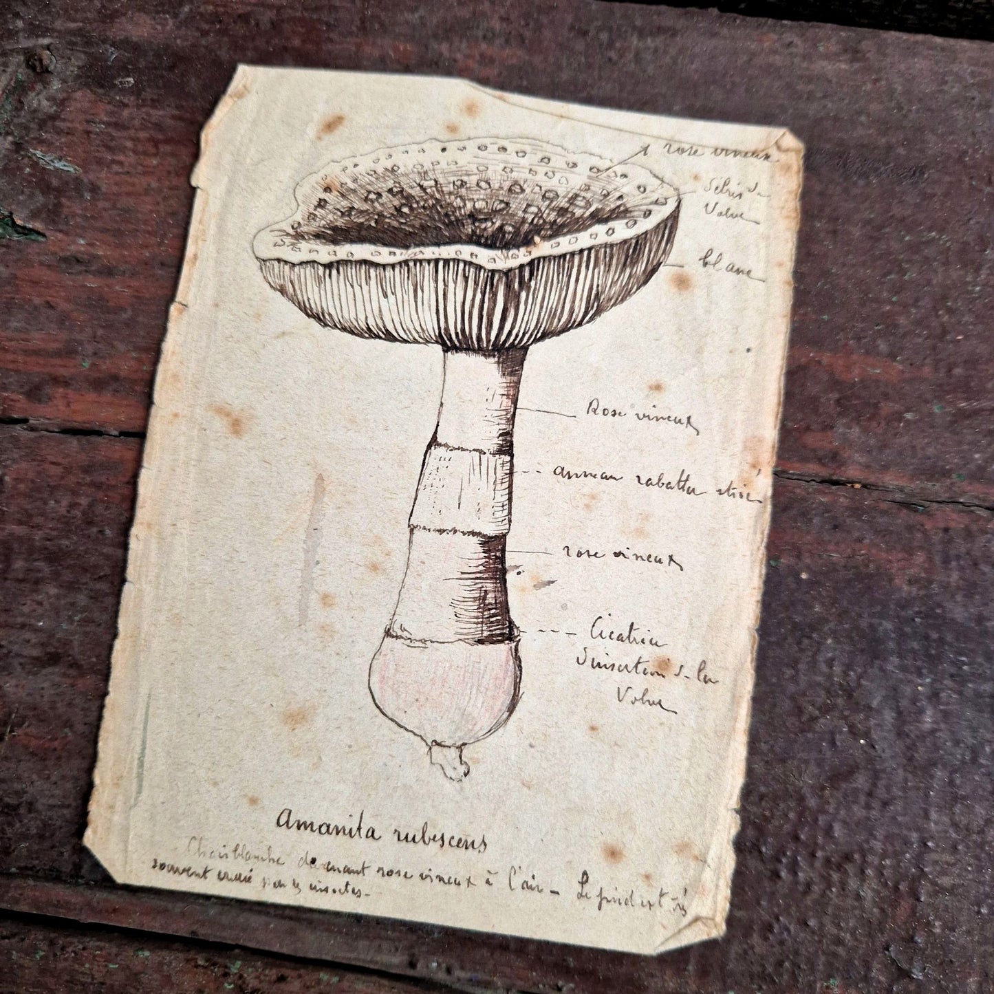 carnet naturaliste mycologique rare