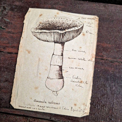 carnet naturaliste mycologique rare