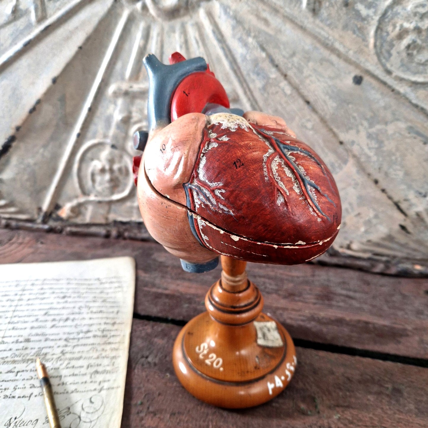 coeur anatomique ecole 1900