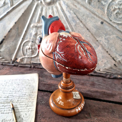 coeur anatomique ecole 1900