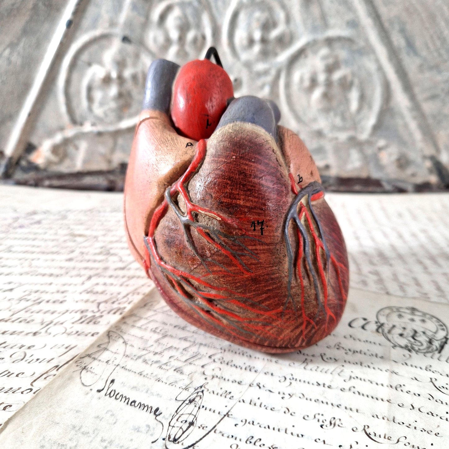 coeur anatomique modele ancien