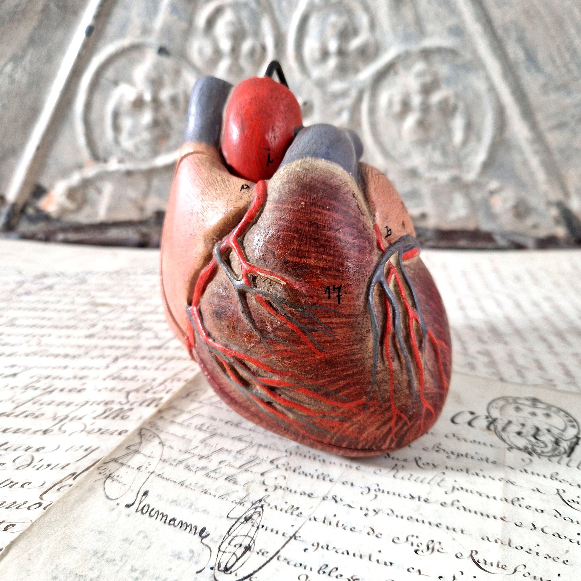 coeur anatomique modele ancien
