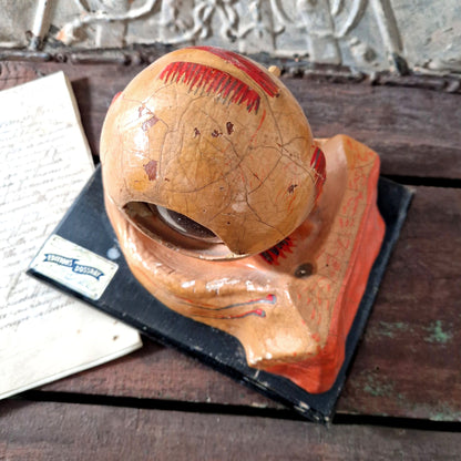 collectible optical anatomy model