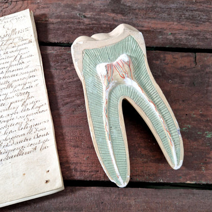 coupe dent platre peint anatomie