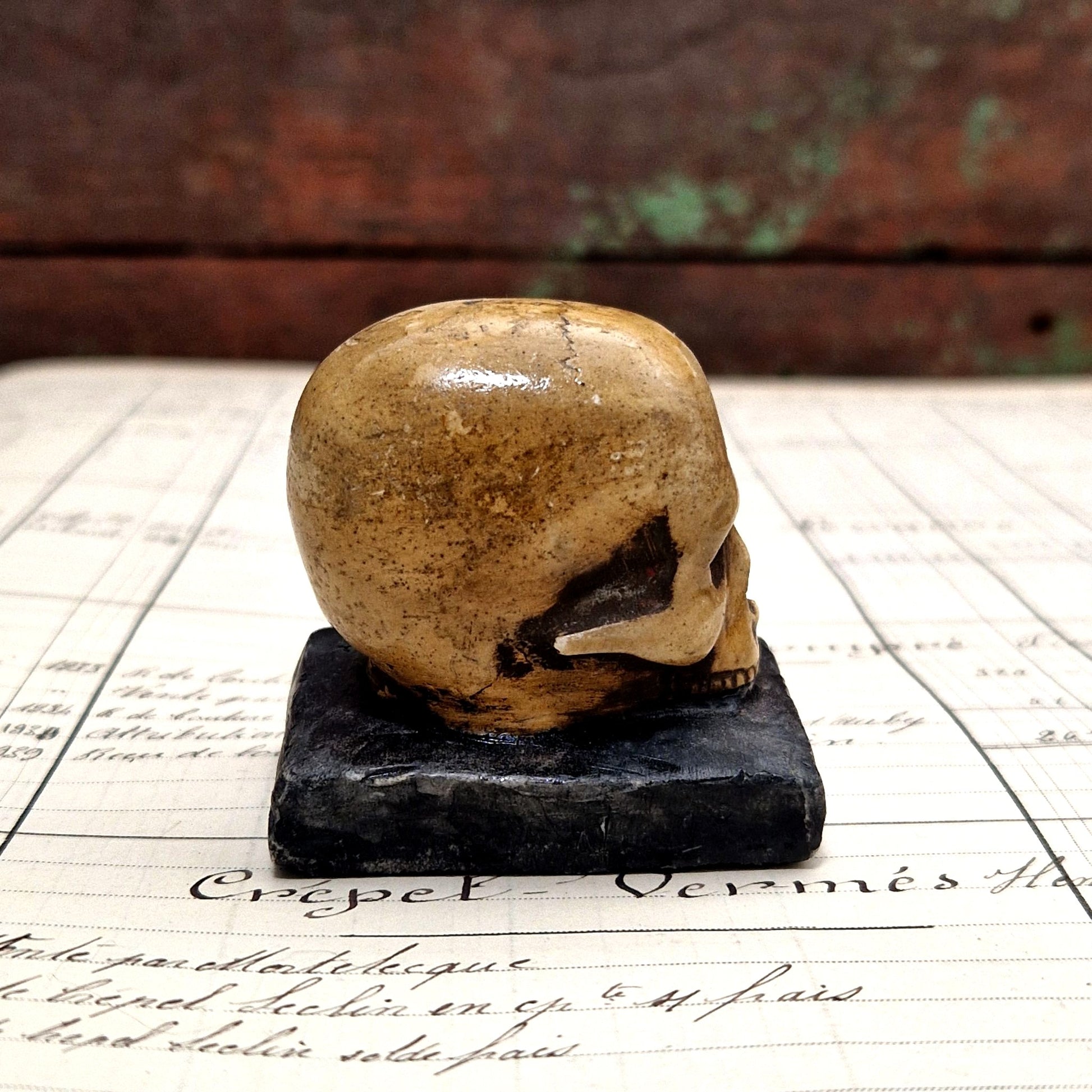 curiosité crane en platre 1996