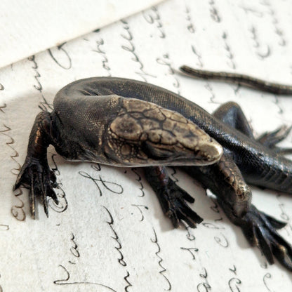 curiosity cabinet lizard bronze