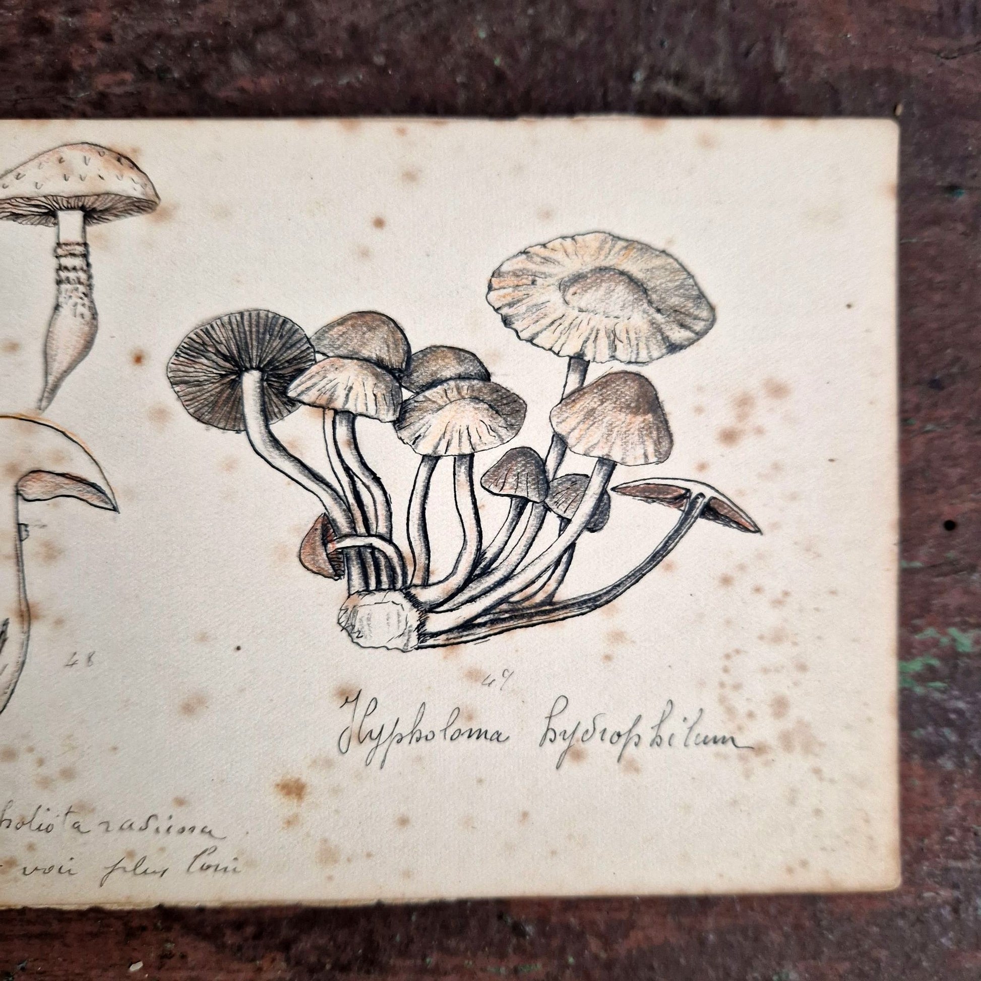 dessins aquarelle champignons guerre
