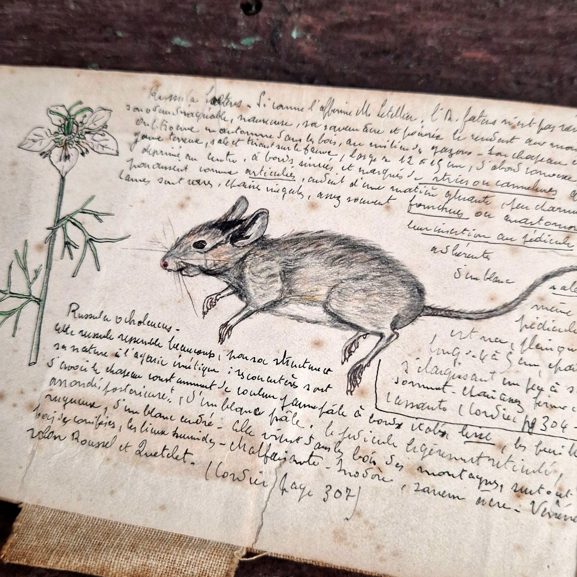 doctor lesq mycological study war