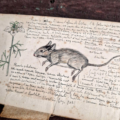 doctor lesq mycological study war