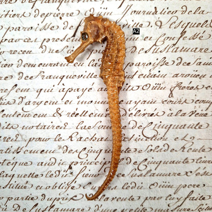 dried seahorse specimen curiosity