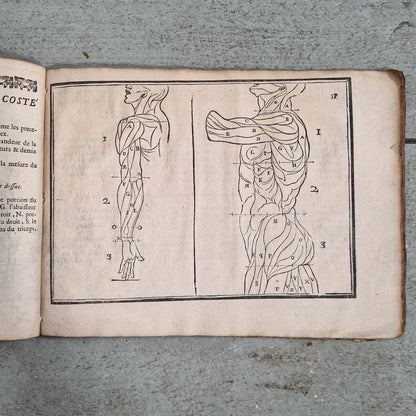 early modern figure proportion book