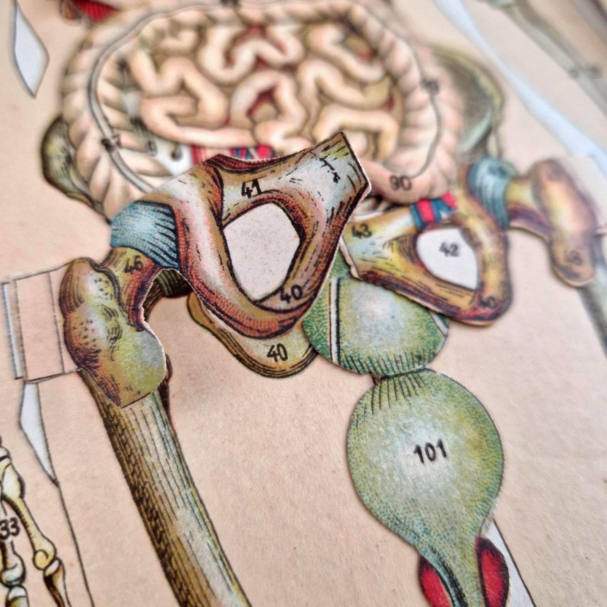 educational anatomy paris belle epoque