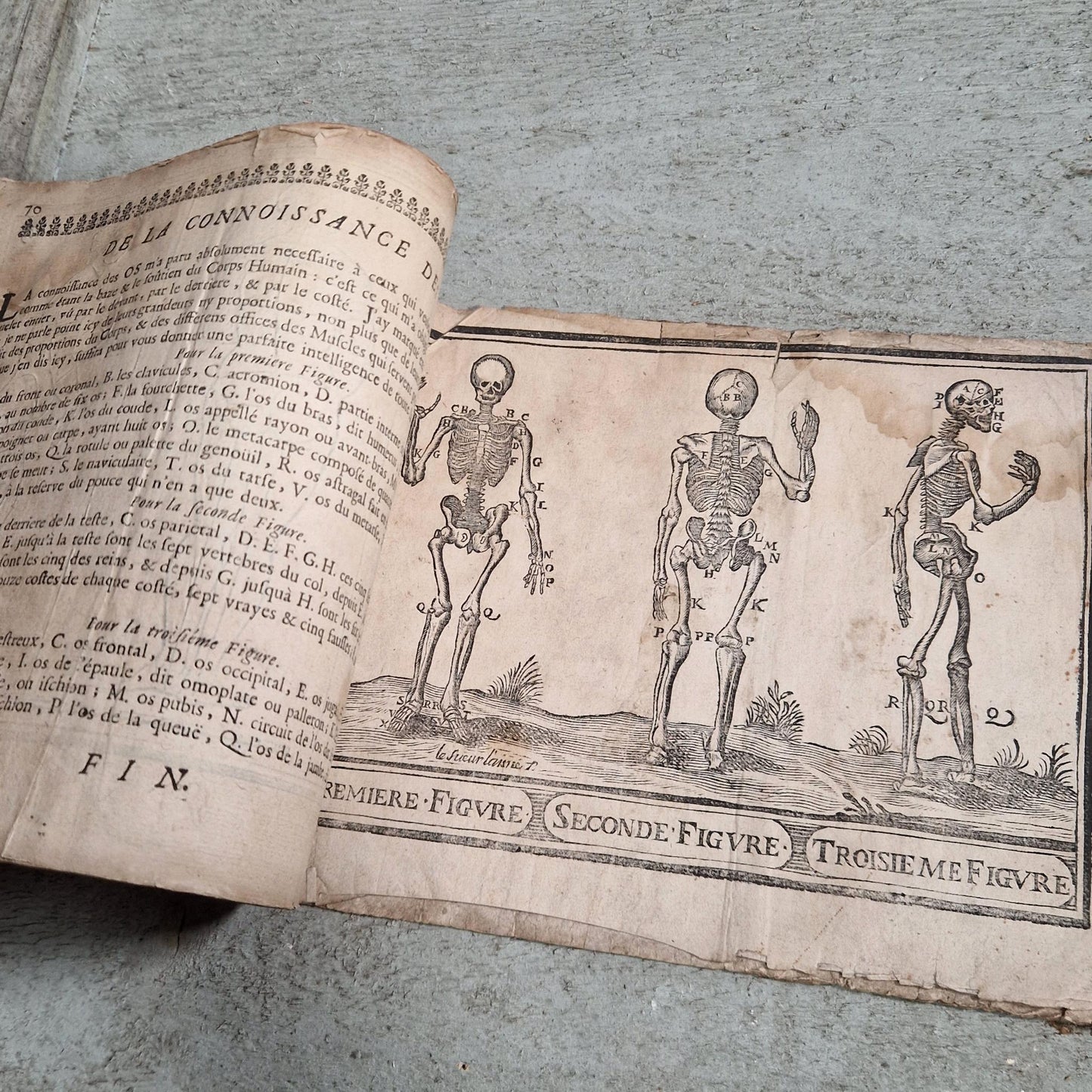 engraved anatomy plates 17th century
