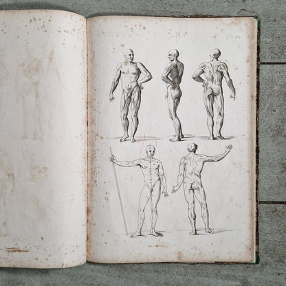 figure proportion manual 19th century