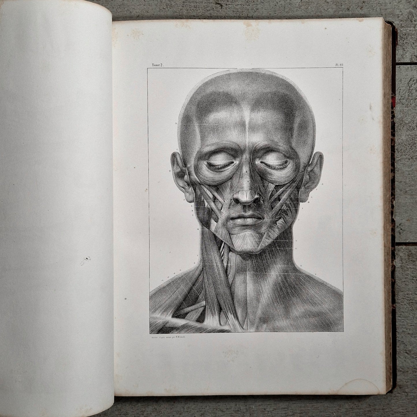 fine anatomy reference for artists