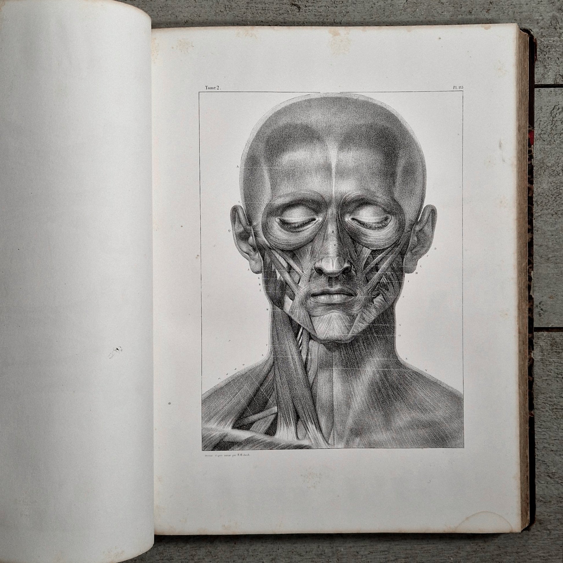 fine anatomy reference for artists