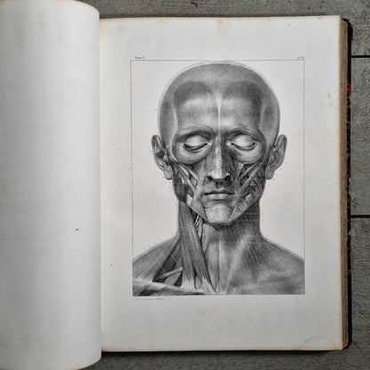 fine anatomy reference for artists