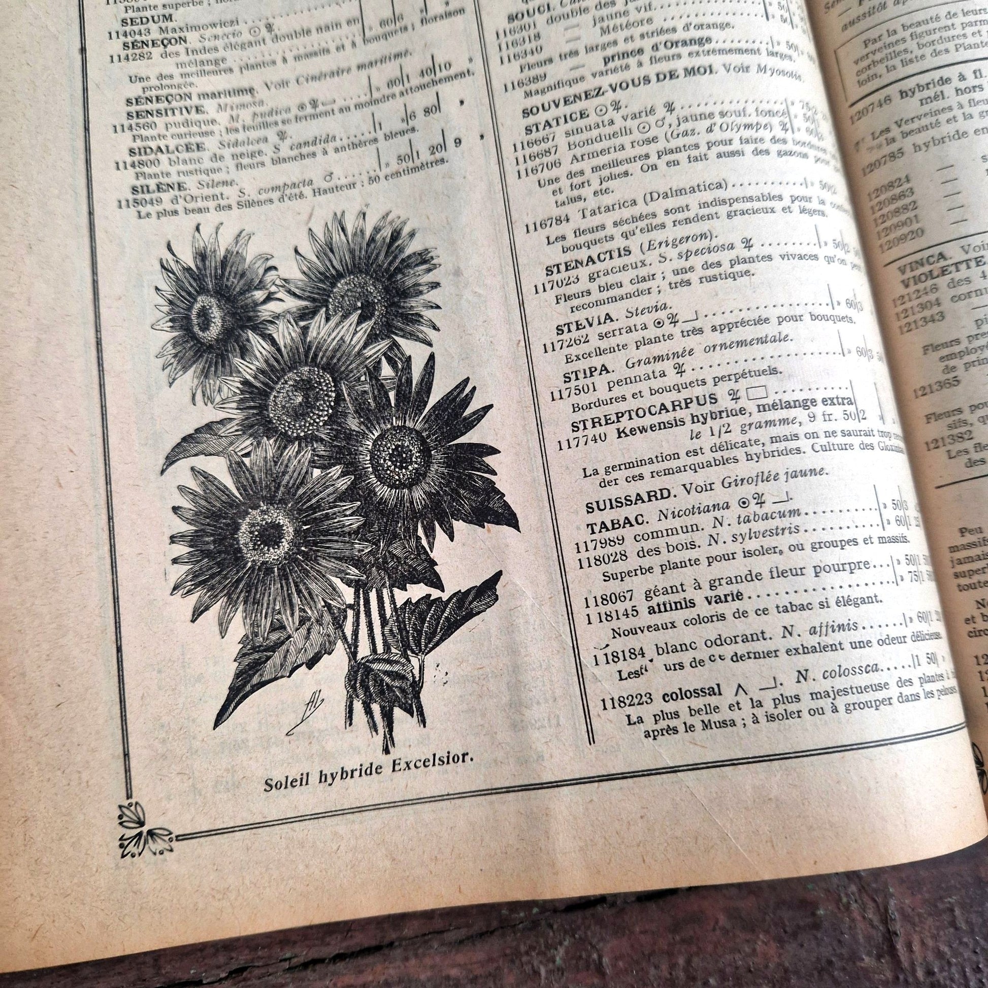 graines anciennes france 1922 rivoire