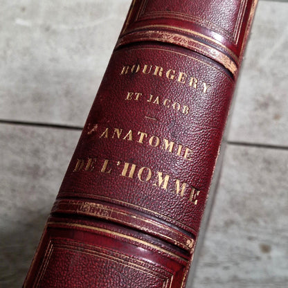 grand in folio anatomie musculaire xixe