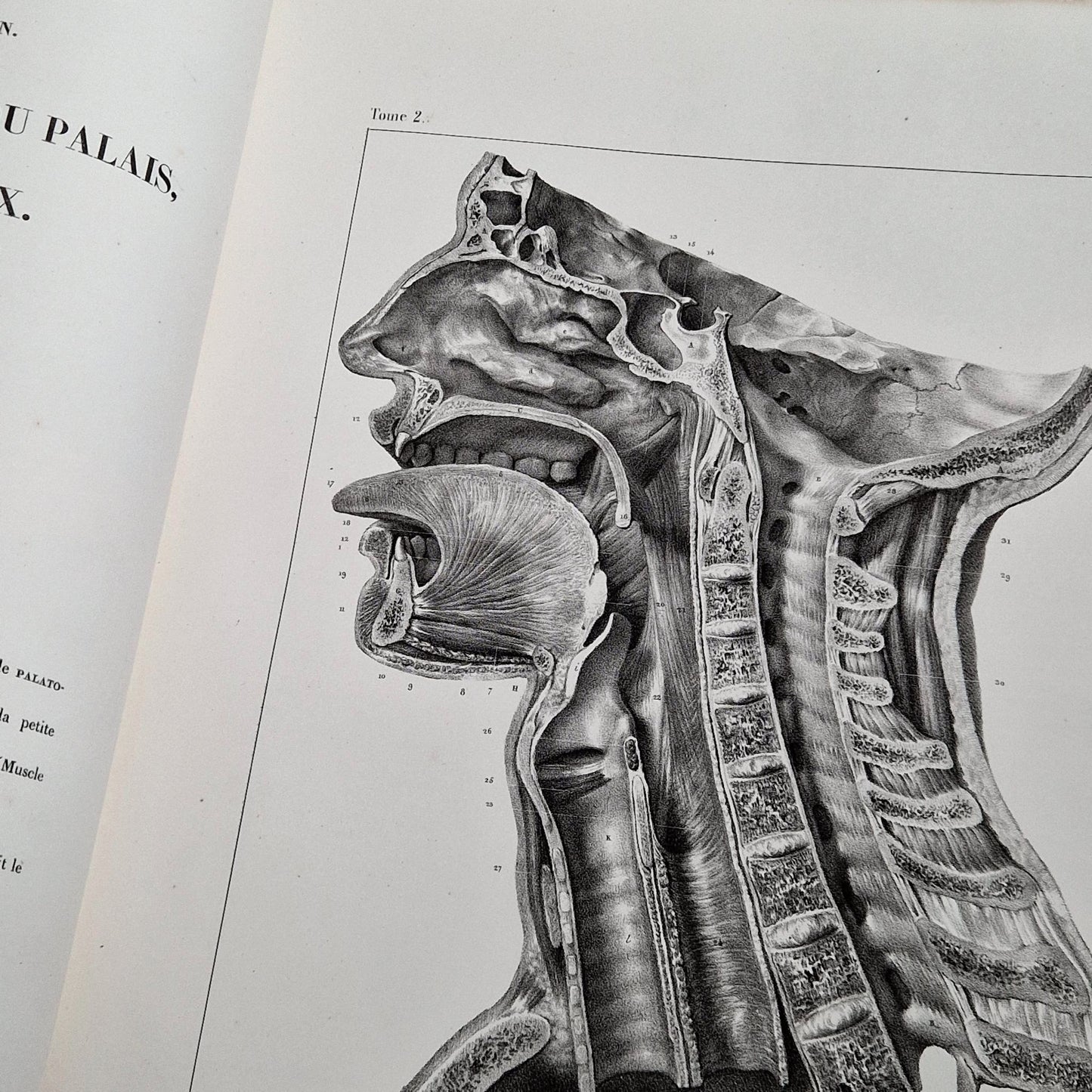 gravures anatomies anciennes