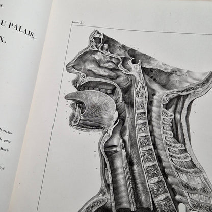 gravures anatomies anciennes