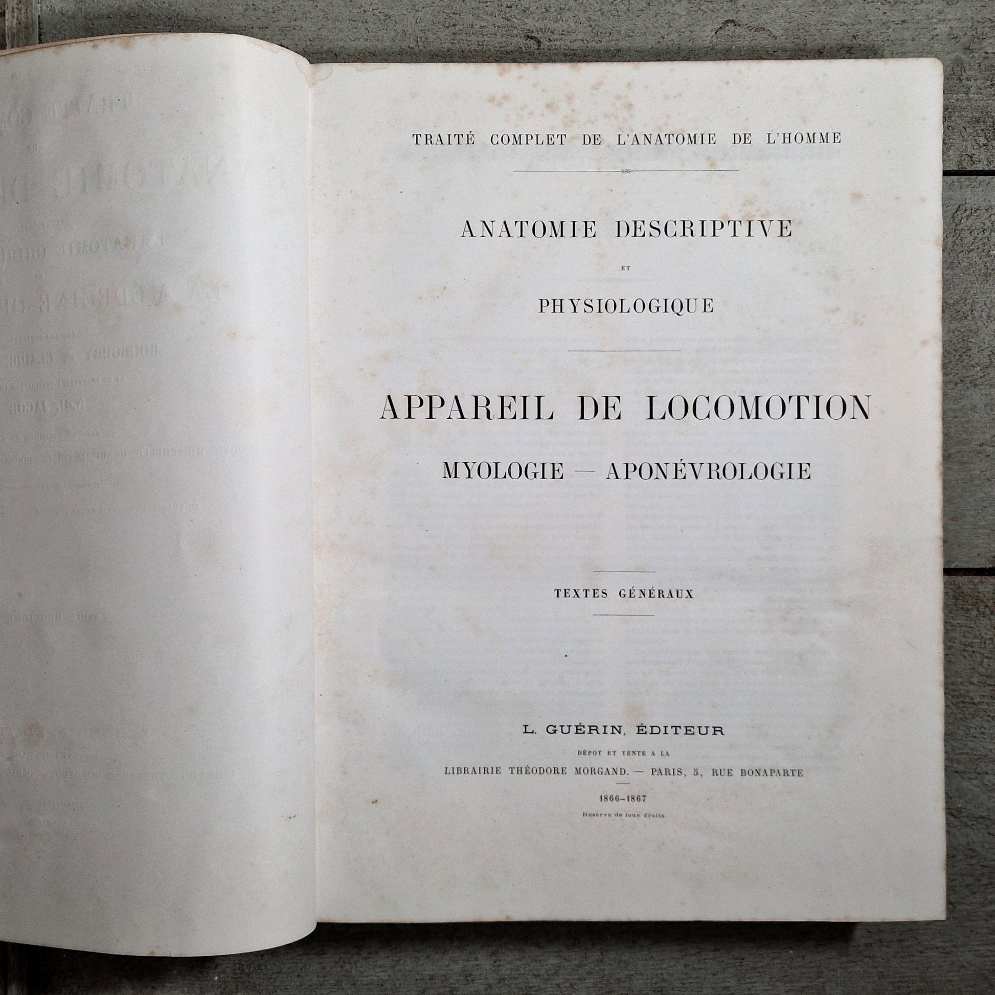 gravures anatomiques planches muscles homme