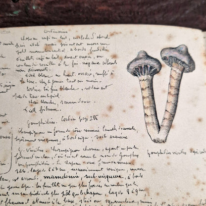 handwritten mycology trenches argonne