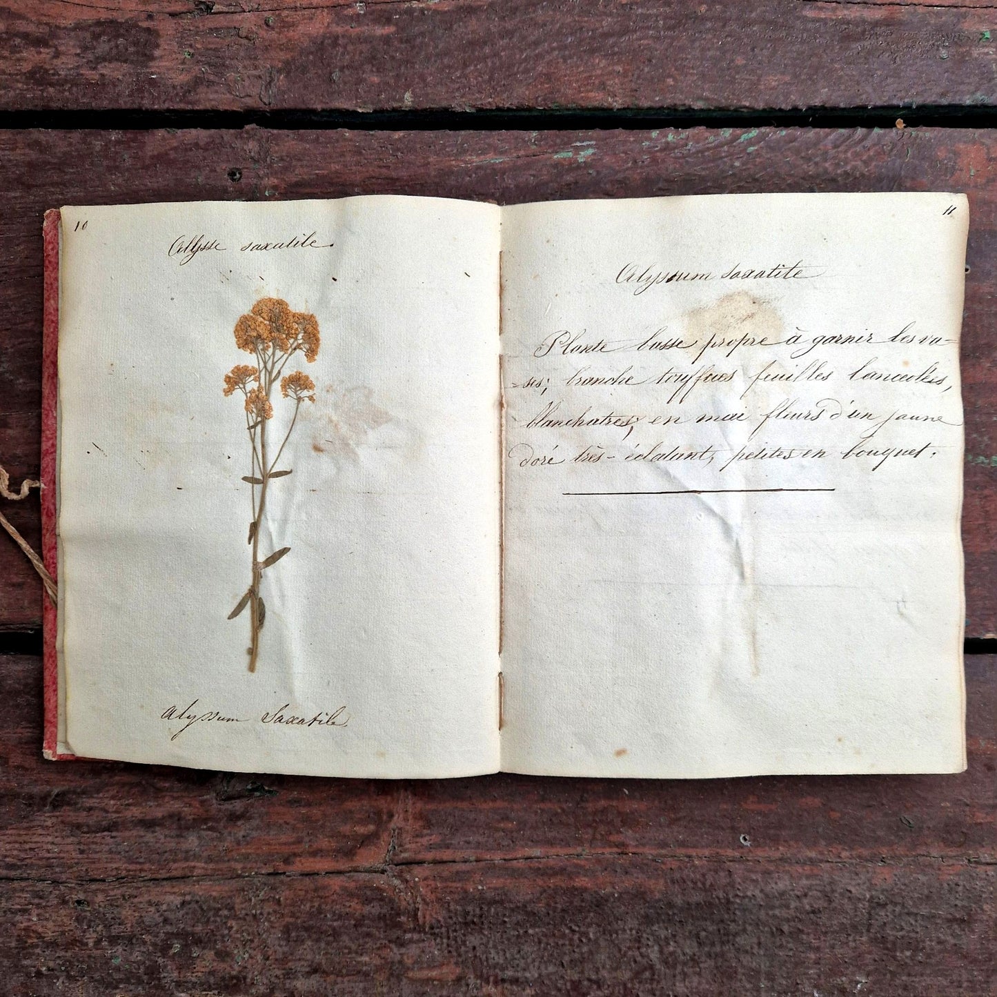 herbier portatif de 1837 avec fleurs séchées