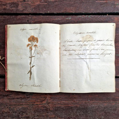 herbier portatif de 1837 avec fleurs séchées