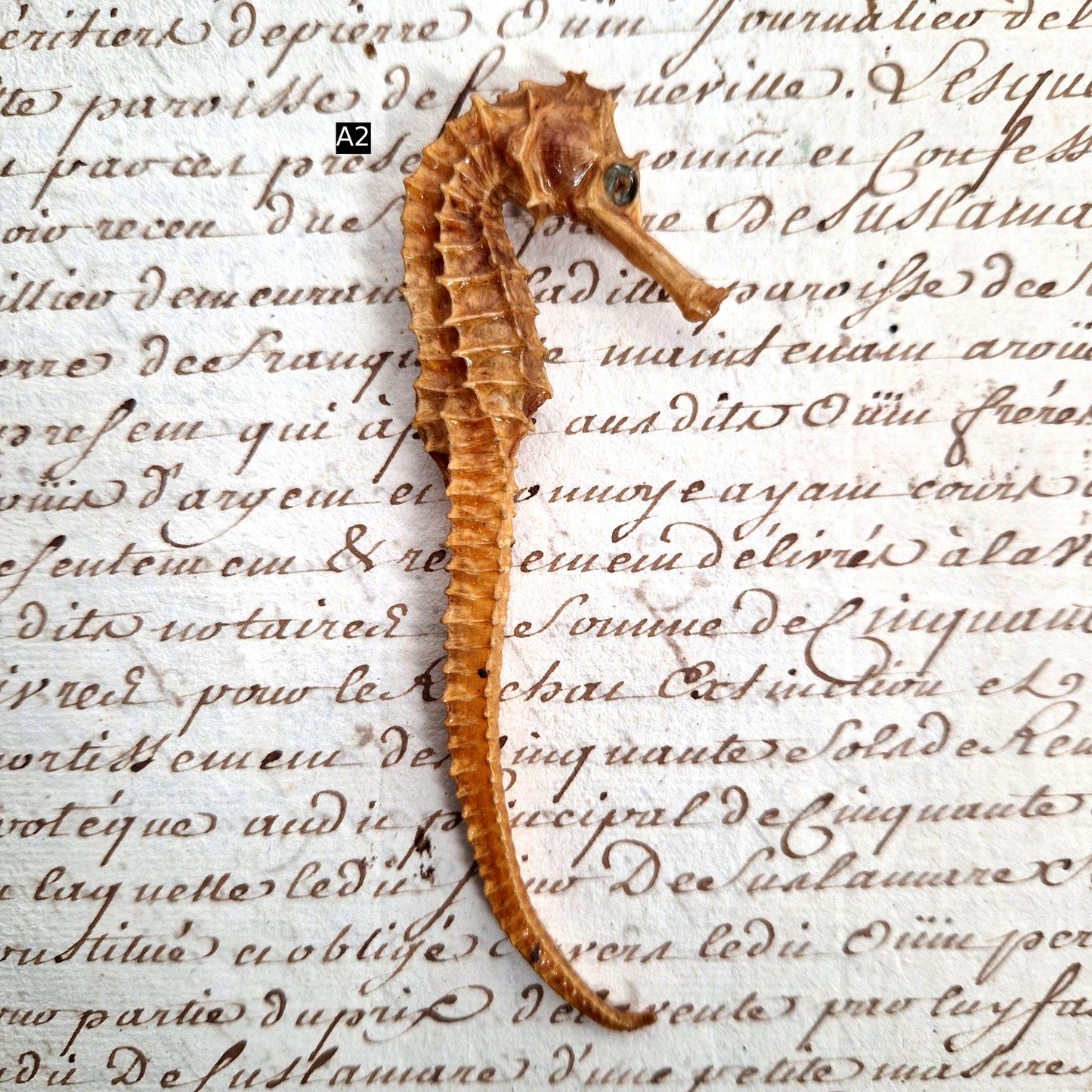 hippocampe animal naturalisé