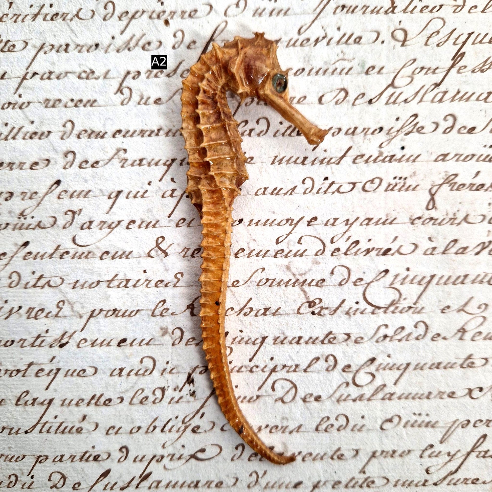 hippocampe animal naturalisé