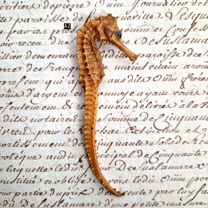 hippocampe animal naturalisé