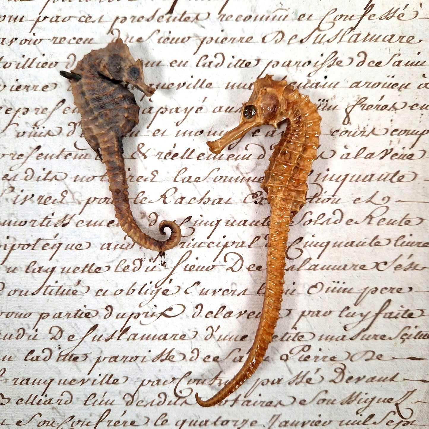 hippocampe naturalisé curiosité 