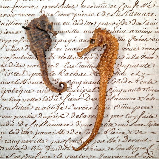 hippocampe naturalisé curiosité 