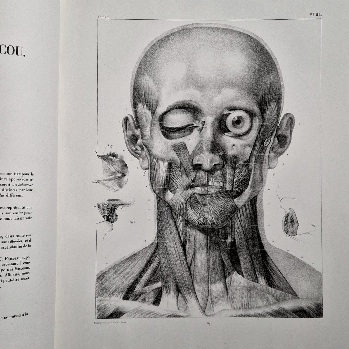 human musculature study volume ii