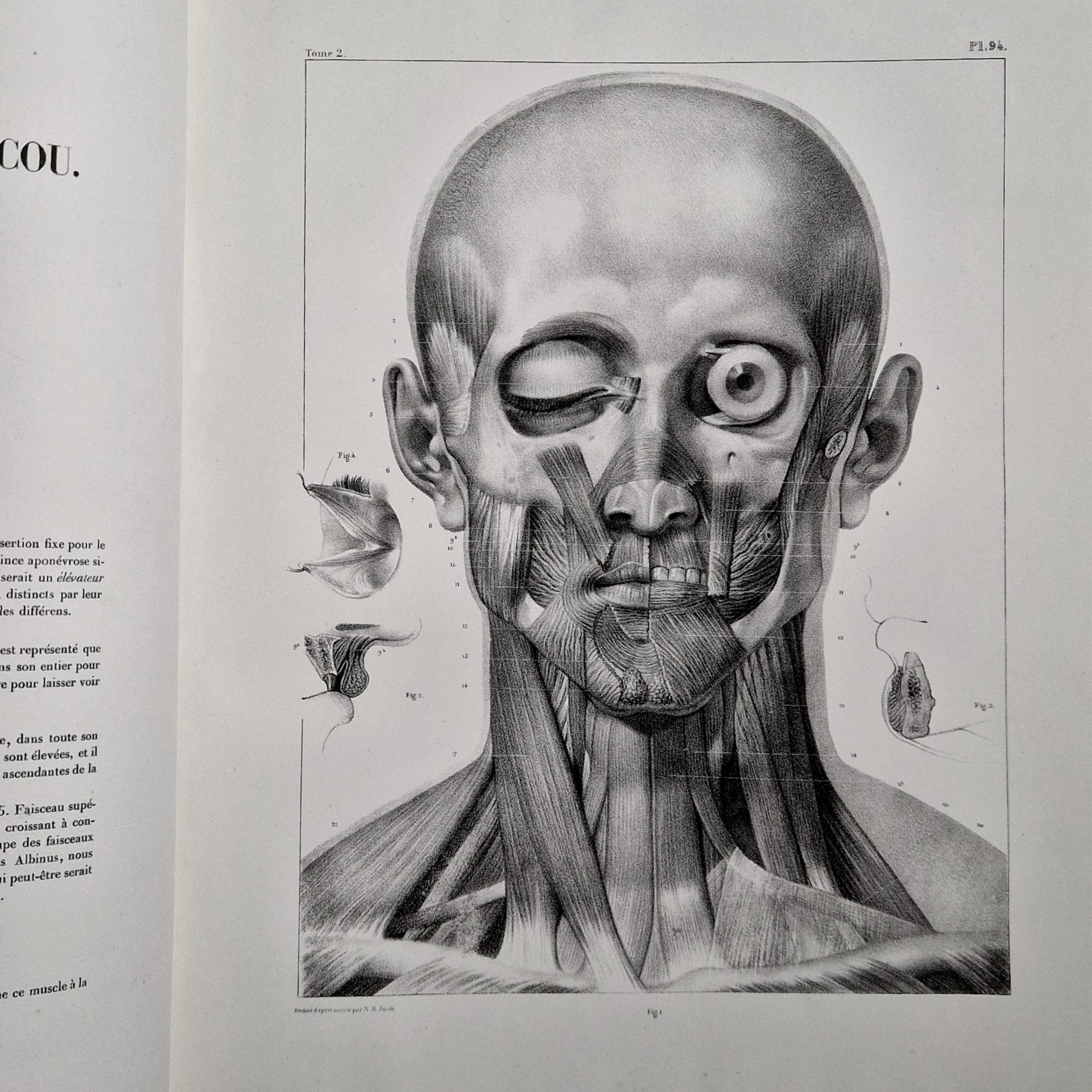 human musculature study volume ii