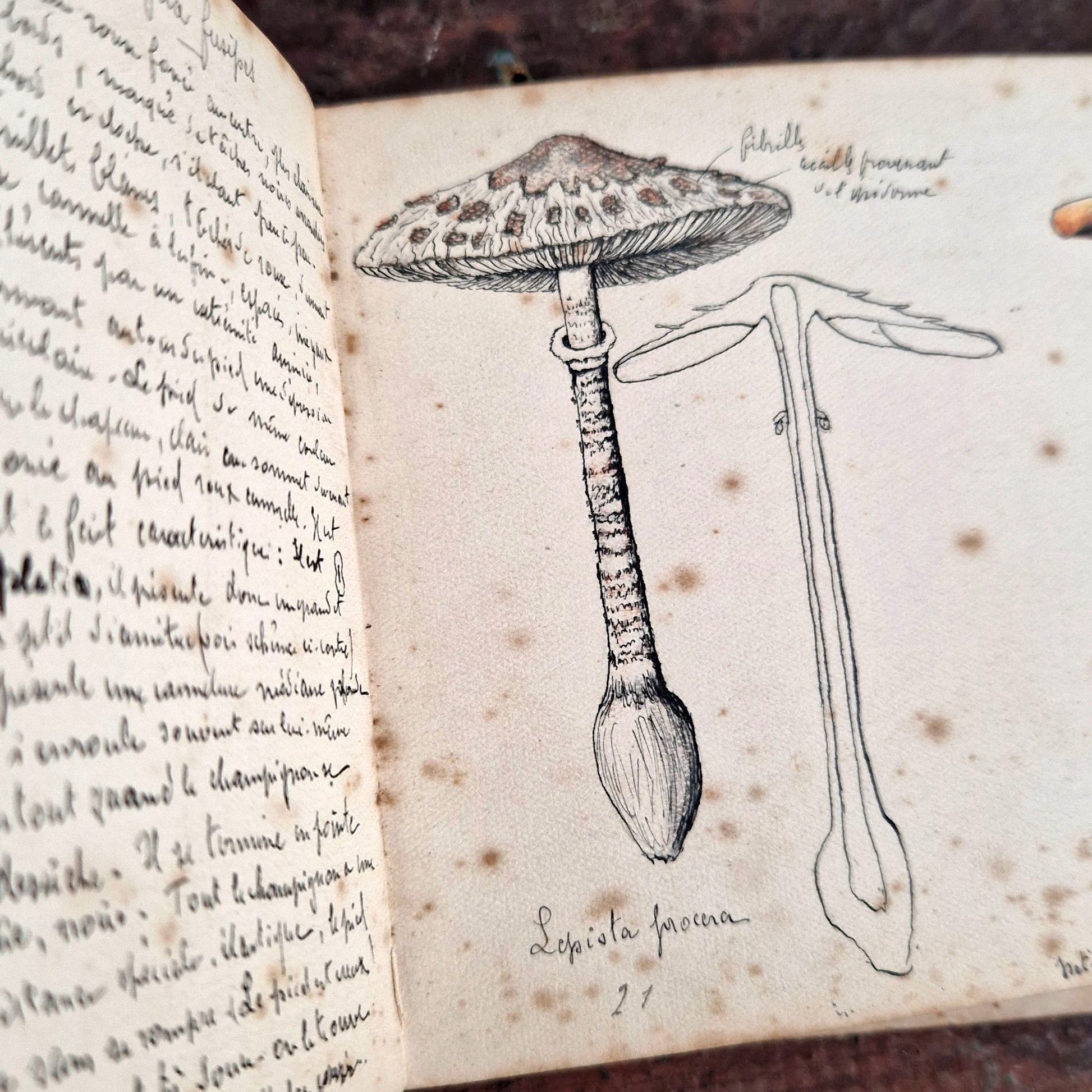 illustrated fungi notebook ww1 france
