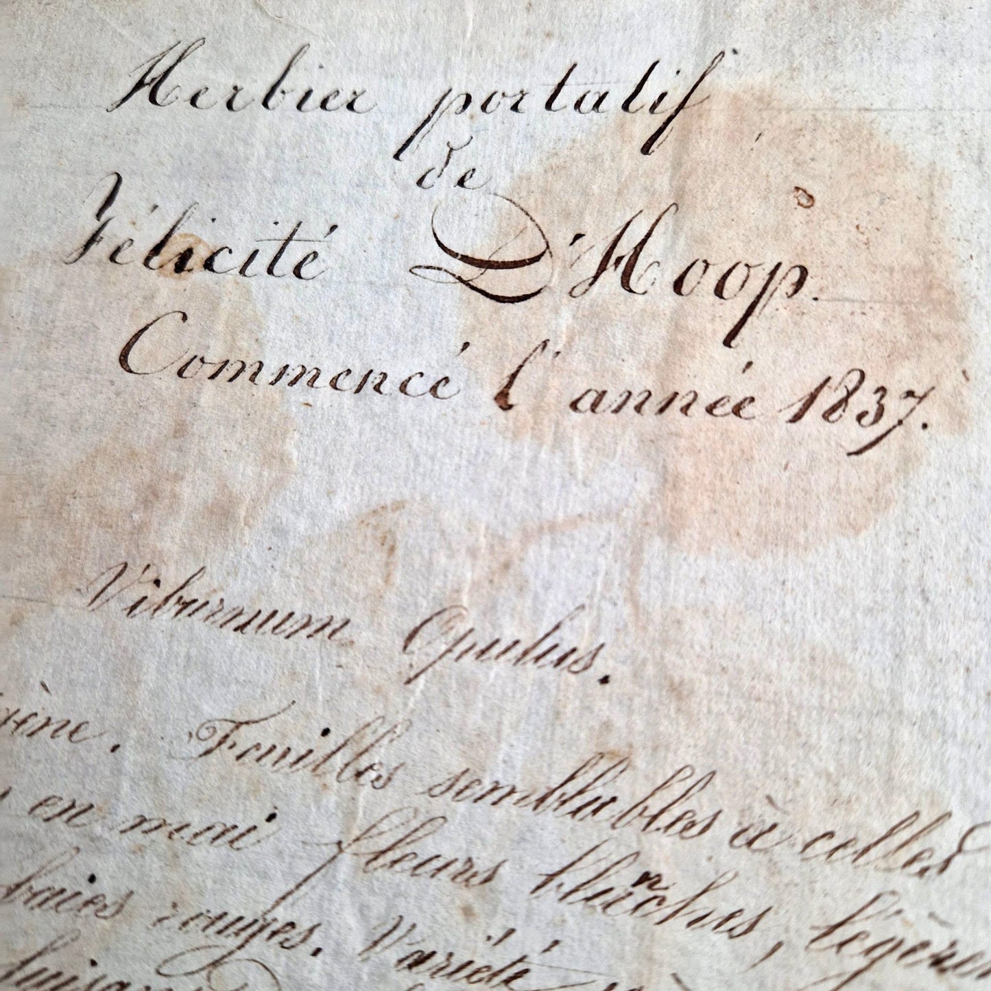 manuscrit botanique xixe felicite dhoop