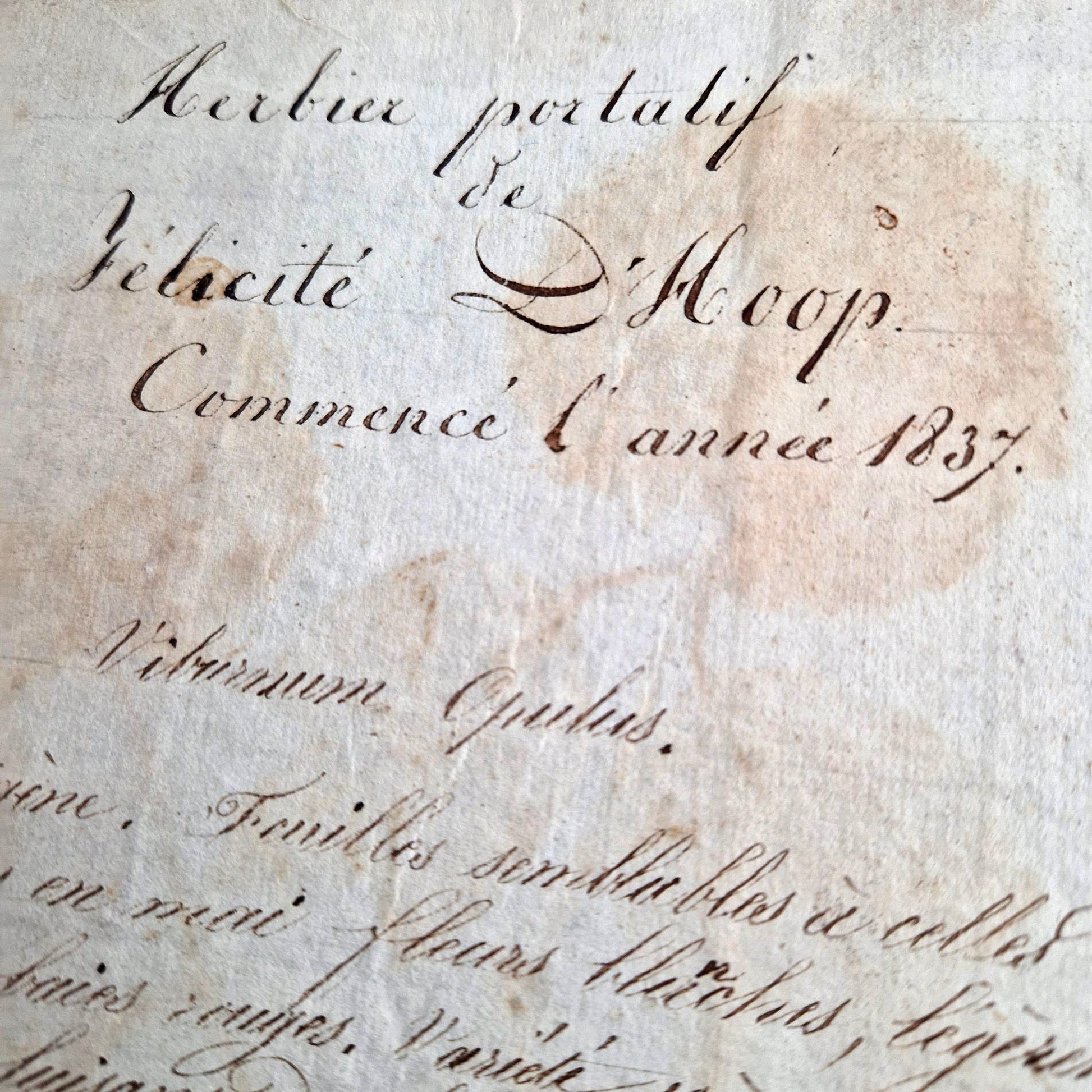 manuscrit botanique xixe felicite dhoop