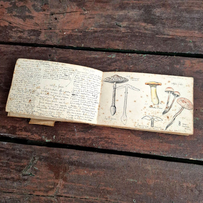 manuscrit docteur lesq mycologie ww1