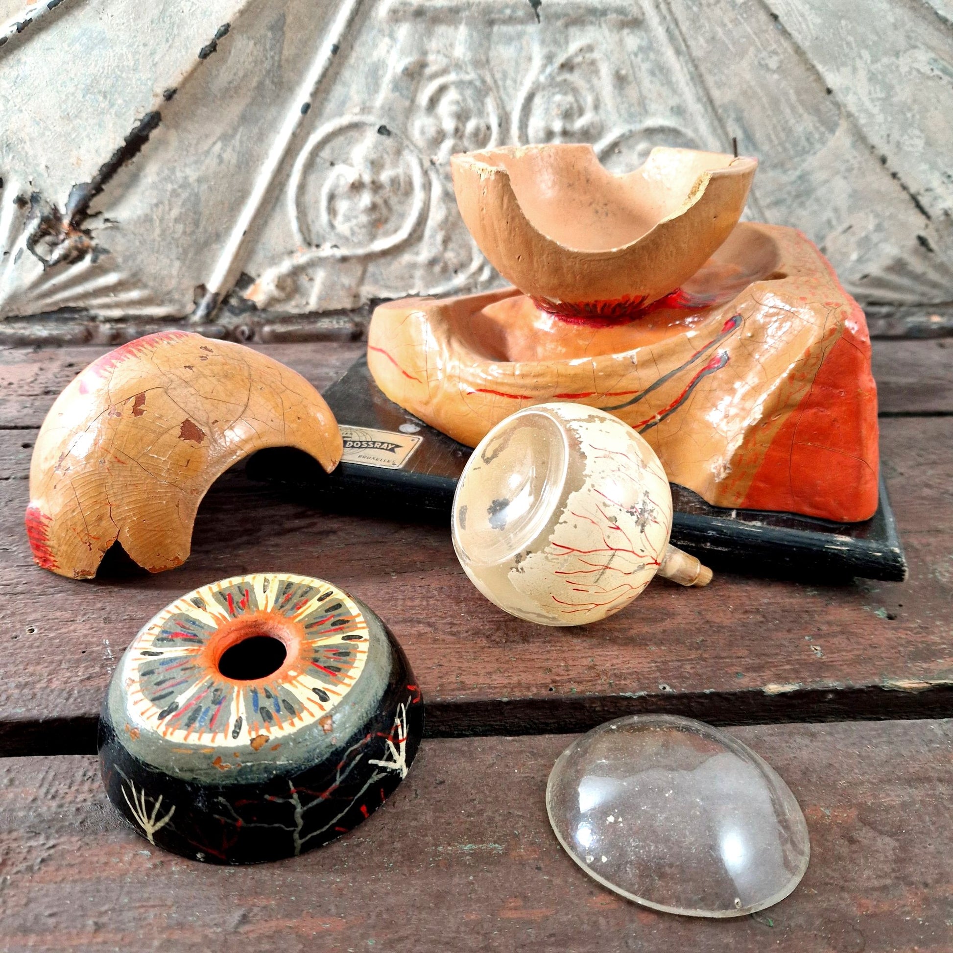 maquette anatomique oeil humain 1930