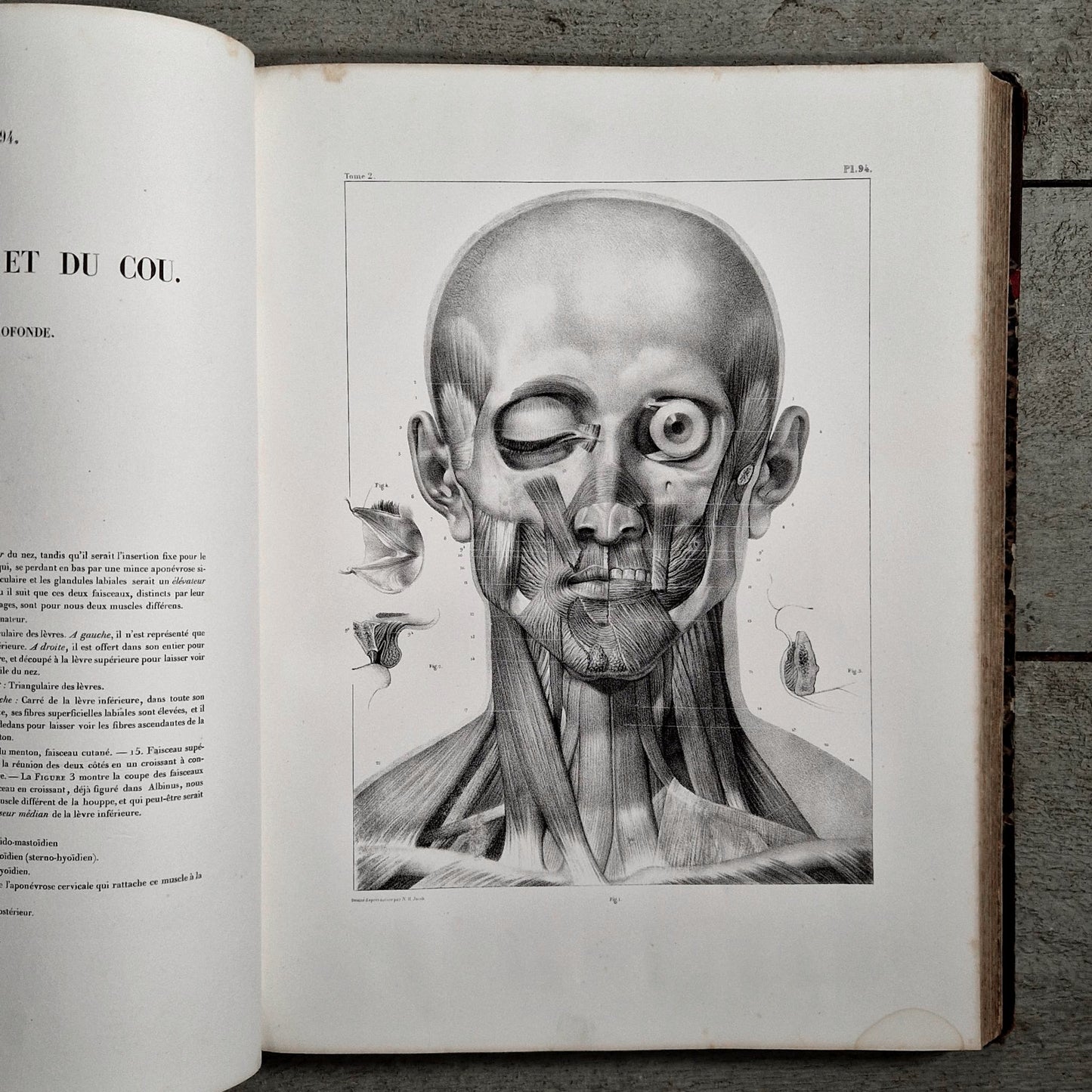 medical anatomy historical illustrations